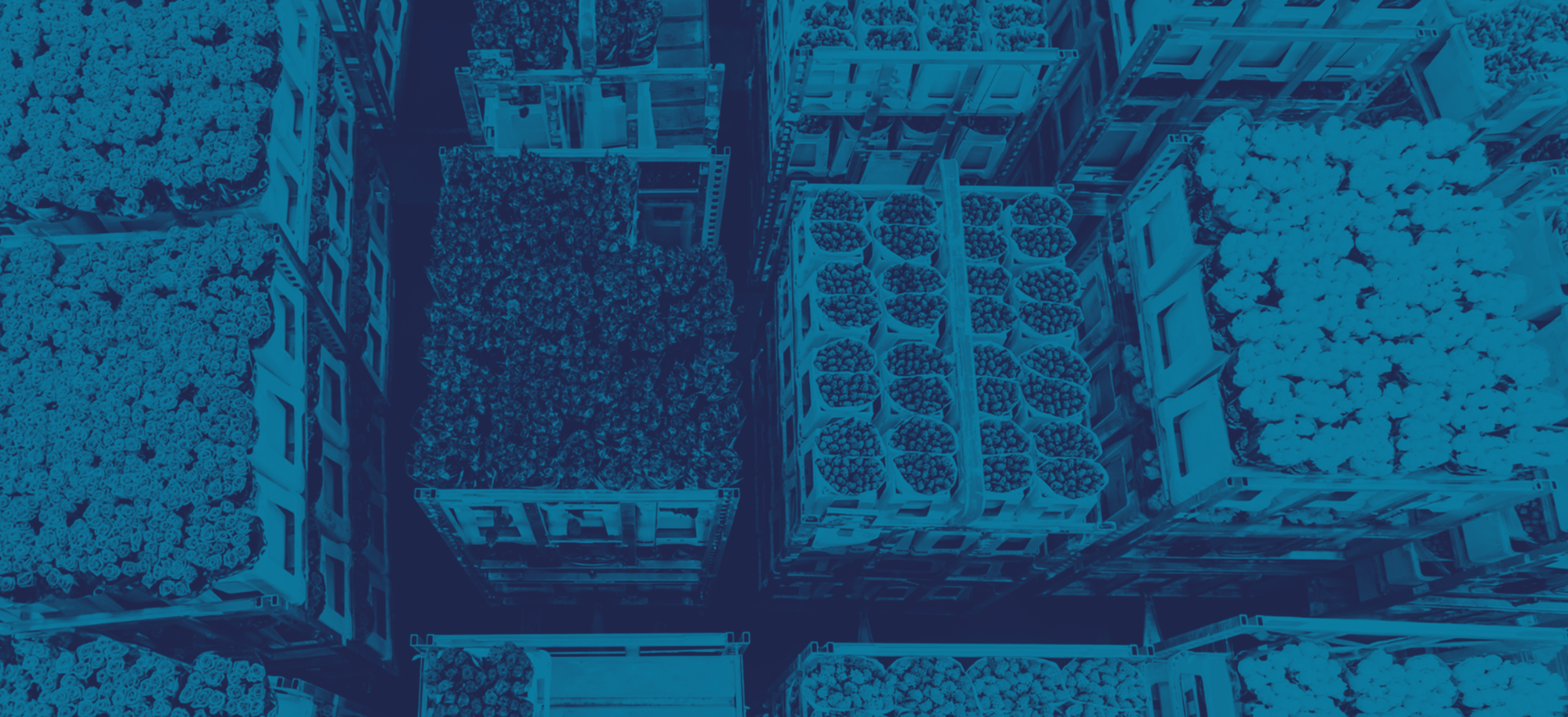 Sfeerbeeld_bloemenexport_lumenstyle